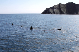 Basking sharks, The Kedge, W Cork © Micheal Cottrel, Baltimore Sea Safari